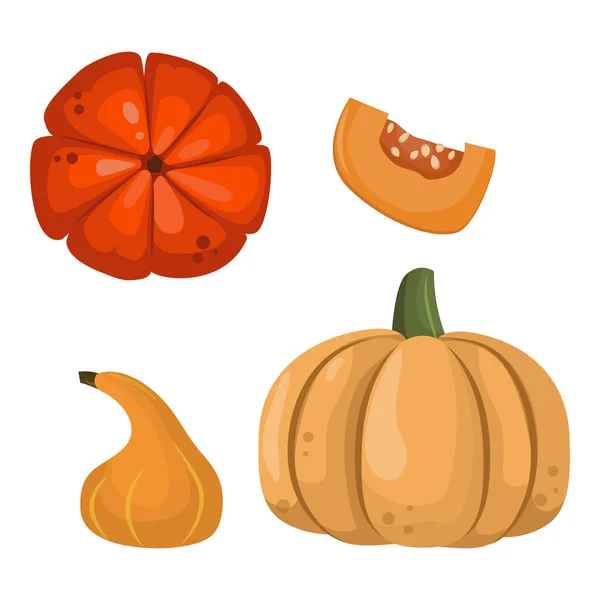 Illustration vectorielle isolée de légumes de citrouille orange frais . — Image vectorielle