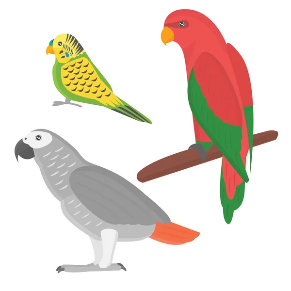 Dibujos animados loro tropical animal salvaje vector de aves ilustración . — Vector de stock