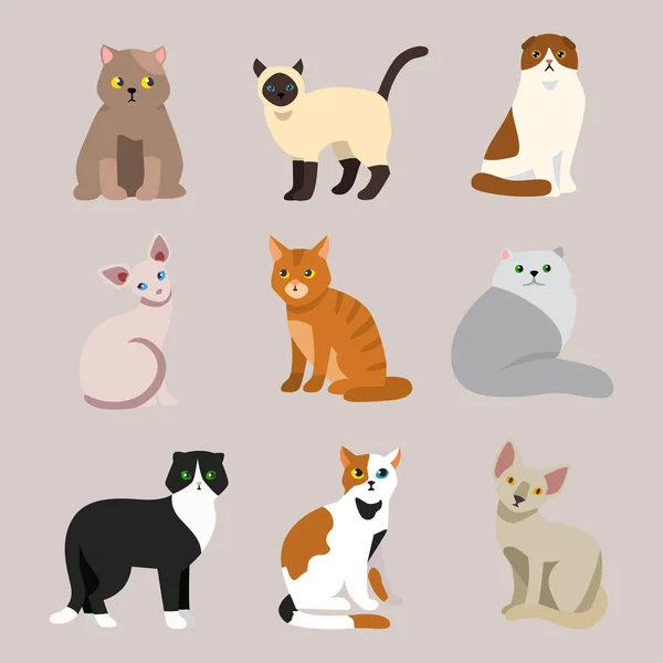 猫咪品种可爱宠物肖像蓬松年轻可爱的卡通动物和非常有趣的玩猫坐在哺乳动物国内小猫矢量图. — 图库矢量图片