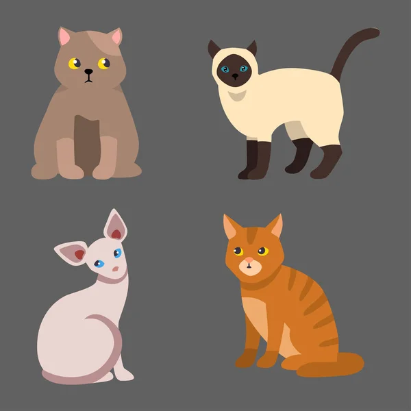 Katze züchten niedlich Haustier Porträt flauschig jung liebenswert Cartoon Tier und ziemlich Spaß spielen Katzen sitzen Säugetier häusliche Kätzchen Vektor Illustration. — Stockvektor