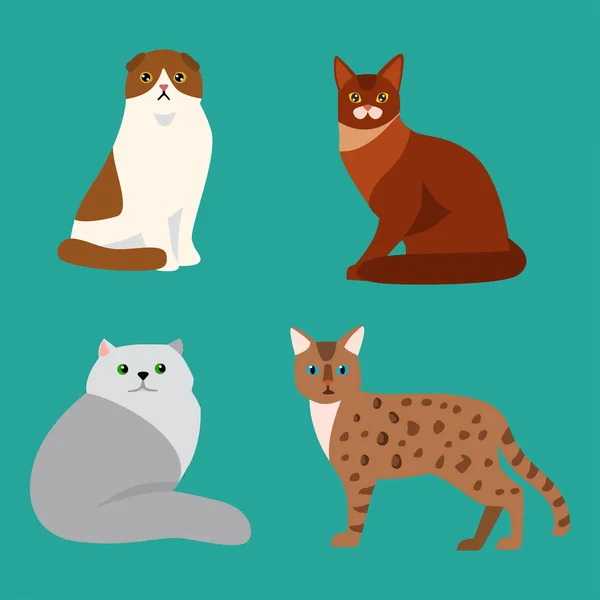 Kat RAS schattig huisdier portret pluizig jonge schattige cartoon dier en vrij leuk spelen katachtige zitten zoogdier binnenlandse kitty vectorillustratie. — Stockvector