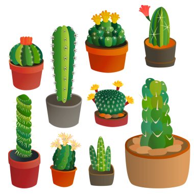 Kaktüs düz stil doğa çöl grafik Meksika sulu ve tropikal bitki Bahçe sanat kaktüsler çiçek vektör çizim çizim çiçek yeşil çizgi film.