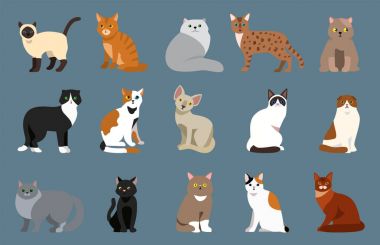 Ve oldukça eğlenceli bir oyun kedi memeli yerli kitty vektör çizim oturma doğurmak şirin evde beslenen hayvan portre kabarık genç çok güzel Karikatür hayvan kedi.