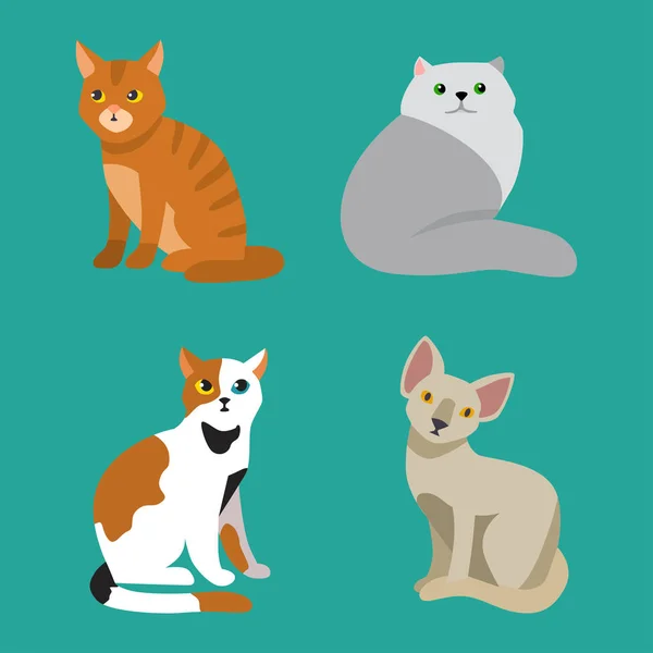 Kat RAS schattig huisdier portret pluizig jonge schattige cartoon dier en vrij leuk spelen katachtige zitten zoogdier binnenlandse kitty vectorillustratie. — Stockvector