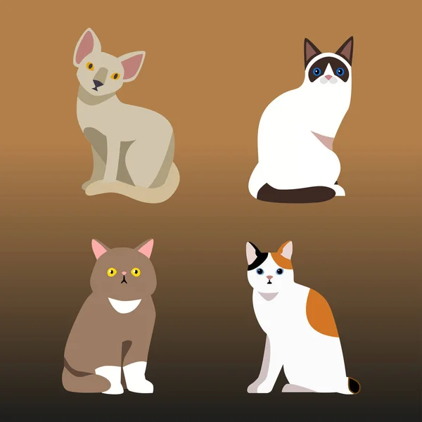 Gato raça bonito pet retrato fofo jovem adorável desenho animado animal e muito divertido jogar felino sentado mamífero doméstico kitty vetor ilustração . —  Vetores de Stock