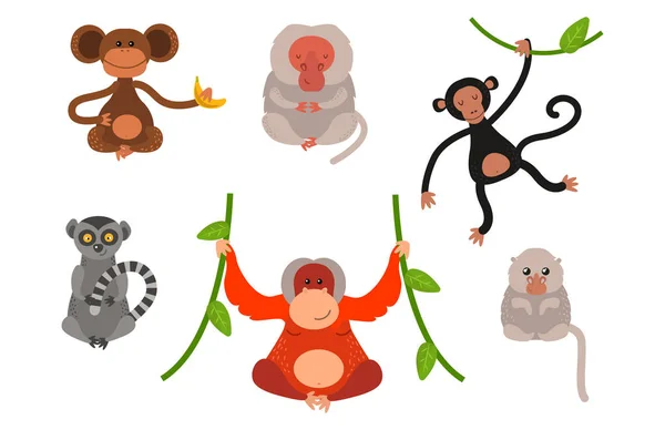 Différents types de singes ensemble de vecteurs animaux rares . — Image vectorielle