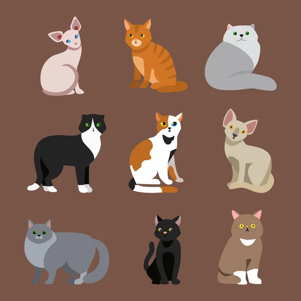 Gatto razza carino animale domestico ritratto soffice giovane adorabile cartone animato animale e abbastanza divertente giocare felino seduto mammifero domestico gattino vettore illustrazione . — Vettoriale Stock