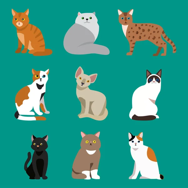 猫咪品种可爱宠物肖像蓬松年轻可爱的卡通动物和非常有趣的玩猫坐在哺乳动物国内小猫矢量图. — 图库矢量图片