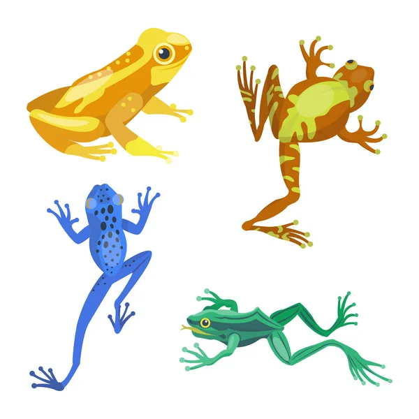 Grodan tecknad tropiska djur-tecknad serie natur ikonen roliga och isolerade maskot karaktär vild rolig skog padda amfibie vektorillustration. — Stock vektor