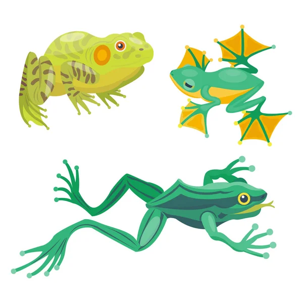 Žába kreslený tropických zvířat kreslený charakter ikonu legrační a izolované maskot charakter divoký vtipný lesní ropucha obojživelníků vektorové ilustrace. — Stockový vektor