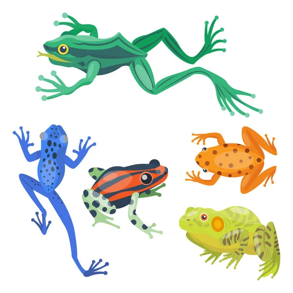 Grenouille dessin animé animal tropical dessin animé nature icône drôle et isolé personnage mascotte sauvage drôle forêt crapaud amphibien vecteur illustration . — Image vectorielle