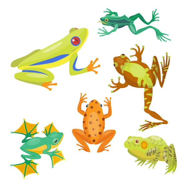 Kikker cartoon tropische dierlijk beeldverhaal natuur pictogram grappig en geïsoleerde mascotte karakter wild grappige bos toad wormsalamanders vectorillustratie. — Stockvector