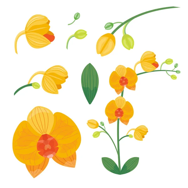 Εικονογράφηση φορέα φυσικών φυτικών καλοκαιρινό λουλούδι. — Διανυσματικό Αρχείο