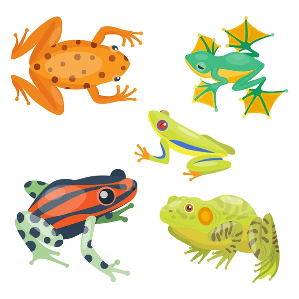 Жаба мультфільм тропічні тварини мультфільм природа значок смішний і ізольований талісман персонаж дикий смішний ліс жаба амфібія Векторні ілюстрації . — стоковий вектор
