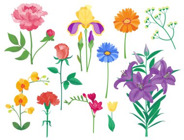 Çizgi film petal vintage çiçek vektör buket Bahçe çiçek botanik doğal peonies çizim ve yaz çiçek tebrik kartı bahar çiçeği.