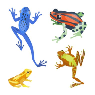 Frog cartoon tropical animal cartoon nature icon funny and isolated mascot character wild funny forest toad amphibian vector illustration. clipart