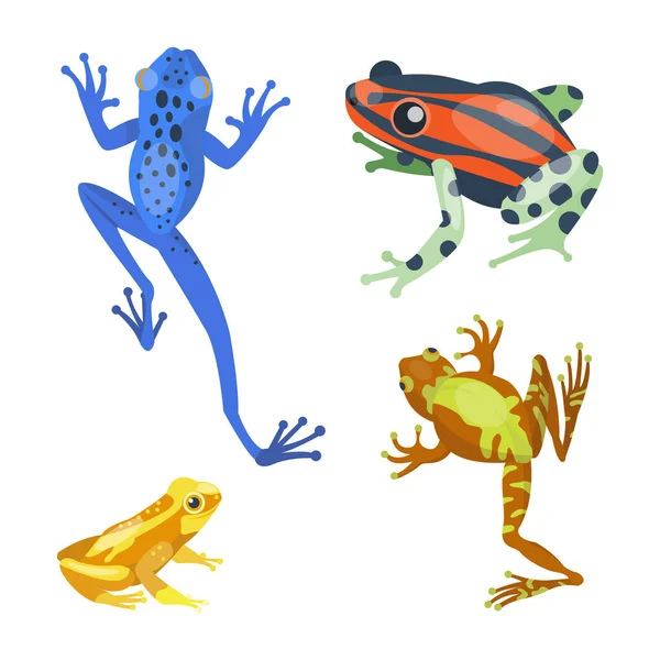 Rana dibujos animados animales tropicales dibujos animados naturaleza icono divertido y aislado mascota carácter salvaje divertido bosque sapo anfibio vector ilustración . — Archivo Imágenes Vectoriales