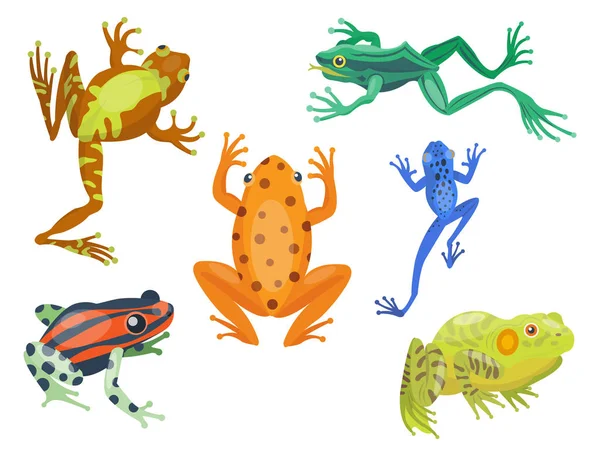 Rana dibujos animados animales tropicales dibujos animados naturaleza icono divertido y aislado mascota carácter salvaje divertido bosque sapo anfibio vector ilustración . — Archivo Imágenes Vectoriales