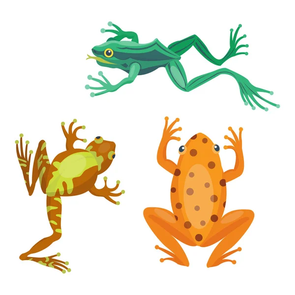 Rana dibujos animados animales tropicales dibujos animados naturaleza icono divertido y aislado mascota carácter salvaje divertido bosque sapo anfibio vector ilustración . — Vector de stock
