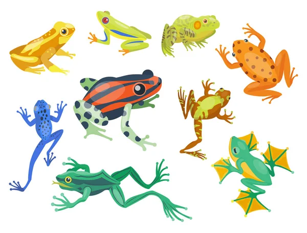 Kurbağa karikatür tropikal hayvan karikatür doğa simgesi komik ve izole maskot karakter vahşi komik orman kurbağa amfibi vektör çizim. — Stok Vektör