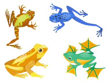 Kurbağa karikatür tropikal hayvan karikatür doğa simgesi komik ve izole maskot karakter vahşi komik orman kurbağa amfibi vektör çizim.