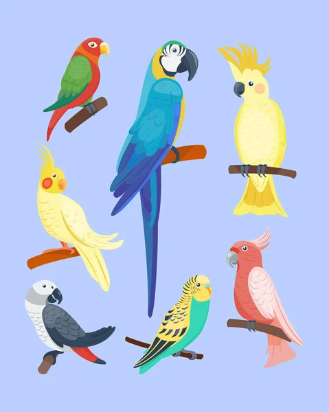 Cartoon tropisch papagei wild tier vogel vektor illustration wildleder feder zoo farbe natur lebendig. — Stockvektor