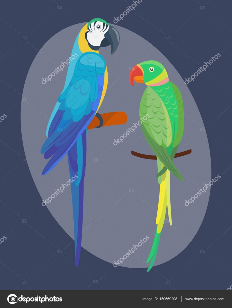 Dessin Animé Tropical Perroquet Oiseaux Animaux Sauvages