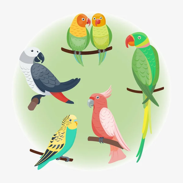 Çizgi film tropik papağan yabani hayvan kuş vektör çizim yaban hayatı tüy Hayvanat Bahçesi renk doğa canlı. — Stok Vektör