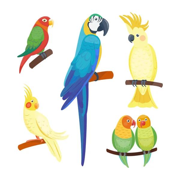 Cartone animato tropicale pappagallo selvatico animale uccello vettore illustrazione fauna selvatica piuma zoo colore natura vivido . — Vettoriale Stock