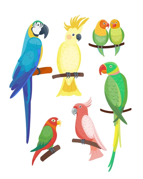 Desenhos animados papagaio tropical animal selvagem pássaro vetor ilustração vida selvagem pena zoológico cor natureza vívida . —  Vetores de Stock