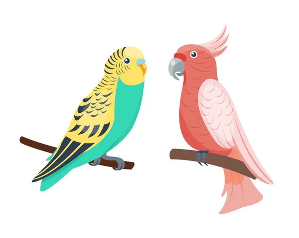 Cartone animato tropicale pappagallo selvatico animale uccello vettore illustrazione fauna selvatica piuma zoo colore natura vivido . — Vettoriale Stock