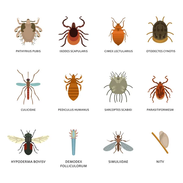 Паразиты кожи человека и размещение вредителей насекомых изолированные заболевания макро животных укуса векторной иллюстрации — стоковый вектор