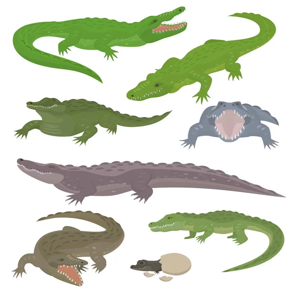 Yeşil timsah ve timsah sürüngen vahşi hayvanlar illüstrasyon koleksiyonu karikatür tarzı vektör