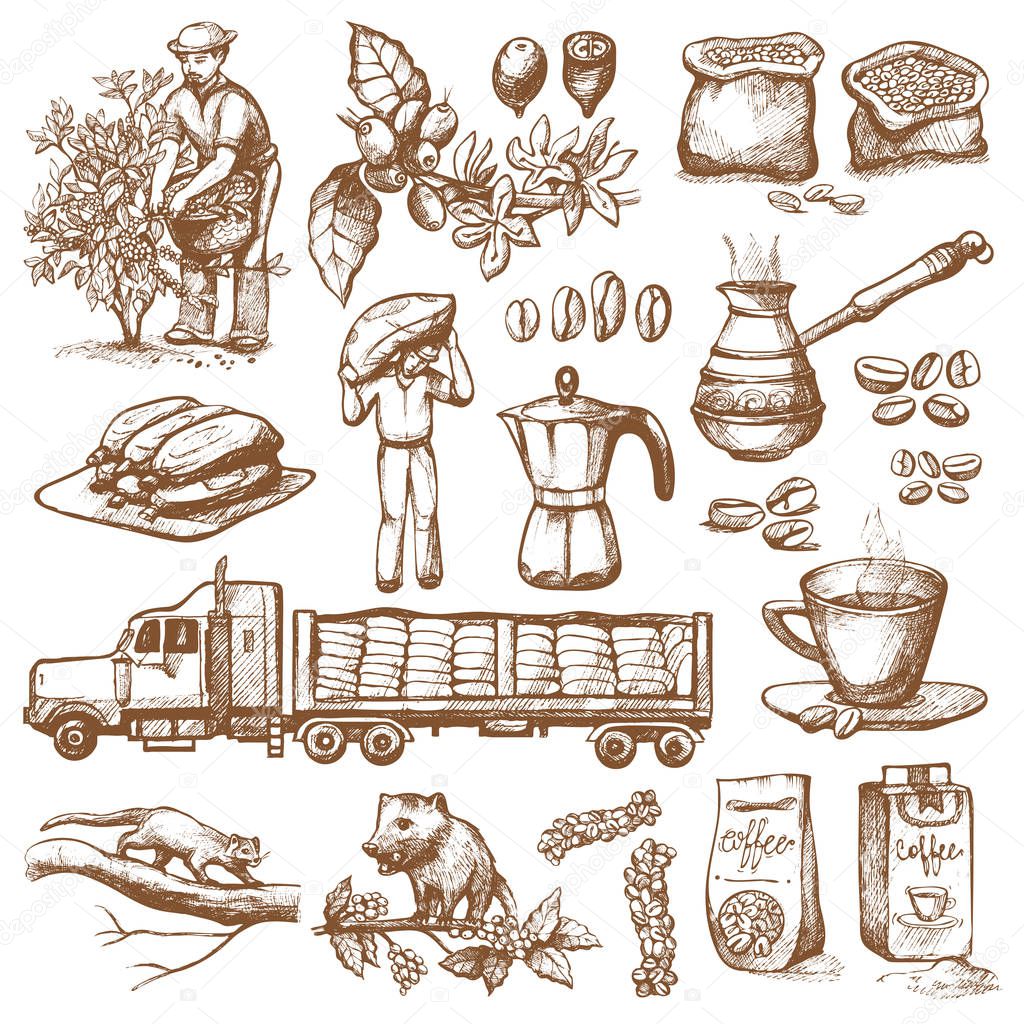 Coffee production plantation vector farmer picking beans on tree and vintage drawing drink retro cafe collection sketch dessert illustration.