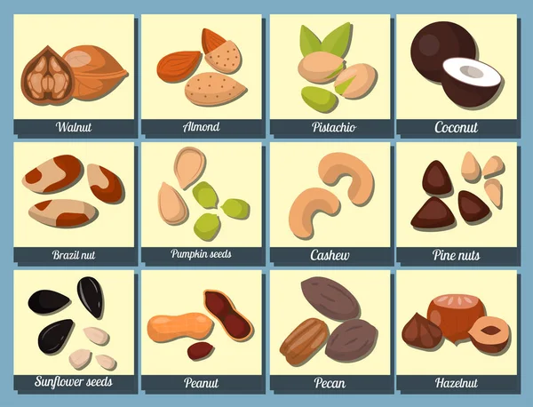 Piles of different nuts pistachio peanut walnut tasty seed vegetarian nutrition vector illustration — Stock Vector