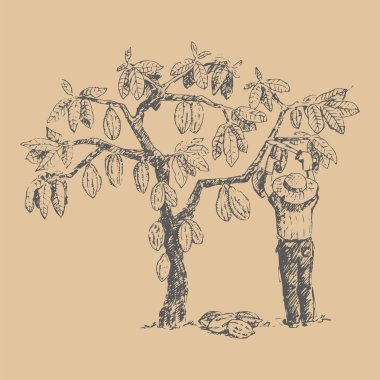 Adam karakter çiftçi elle çizilmiş kroki doodle yiyecek çikolata tatlı illüstrasyon vektör Kakao ağacı.