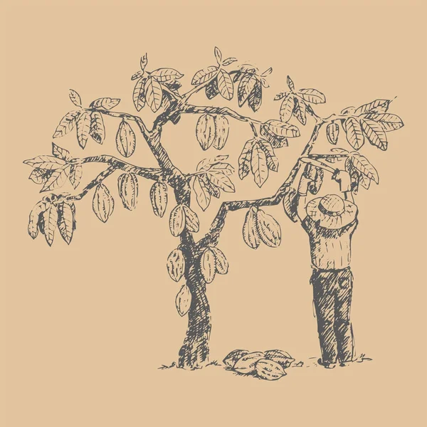 Árbol de cacao vectorial con hombre carácter agricultor dibujado a mano boceto garabato comida chocolate dulce ilustración . — Archivo Imágenes Vectoriales