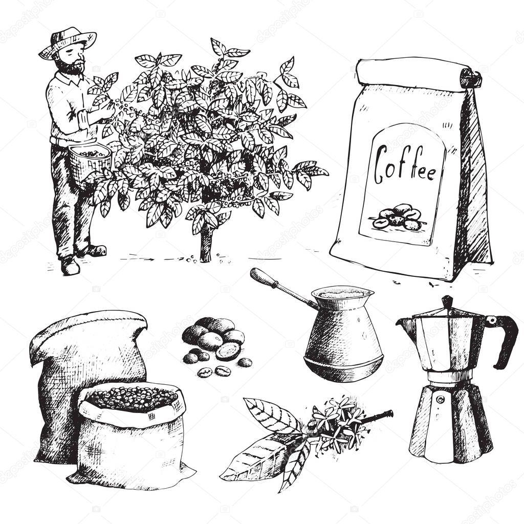 Coffee production hand drawn farmer picking beans on tree and vintage drawing drink retro cafe collection sketch dessert vector illustration.