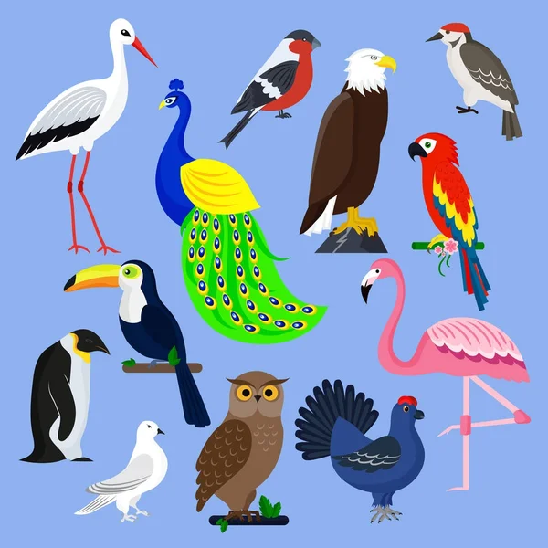 Colección de especies de aves ilustración vectorial diferente caracteres animales salvajes avifauna plumas tropicales mascotas — Vector de stock