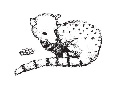Stil illüstrasyon kroki Kopi Luwak misk vektör kahve çekirdekleri yaratıcısı Asya palm hayvan Bali Endonezya ağacı el yapımı