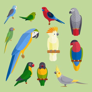 Kuşlar tür hayvan doğa tropikal parakeets eğitim renkli evde beslenen hayvan vektör çizim cins papağan