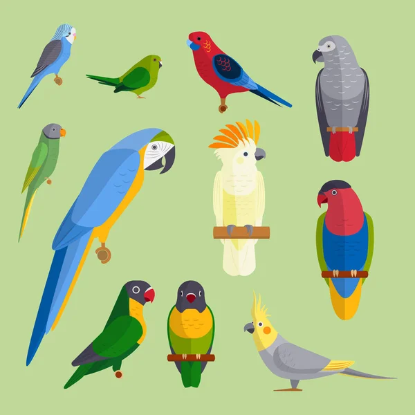 Pappagalli uccelli razza specie animale natura tropicale parrocchetti educazione colorato animale domestico vettore illustrazione — Vettoriale Stock