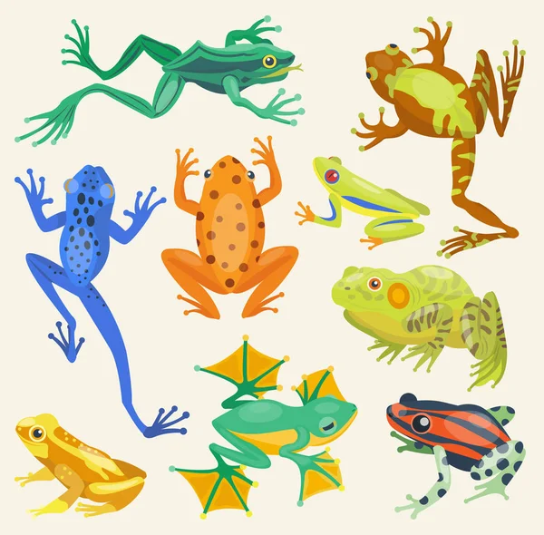 Sapo desenhos animados animais tropicais vetor ilustração isolado natureza —  Vetores de Stock