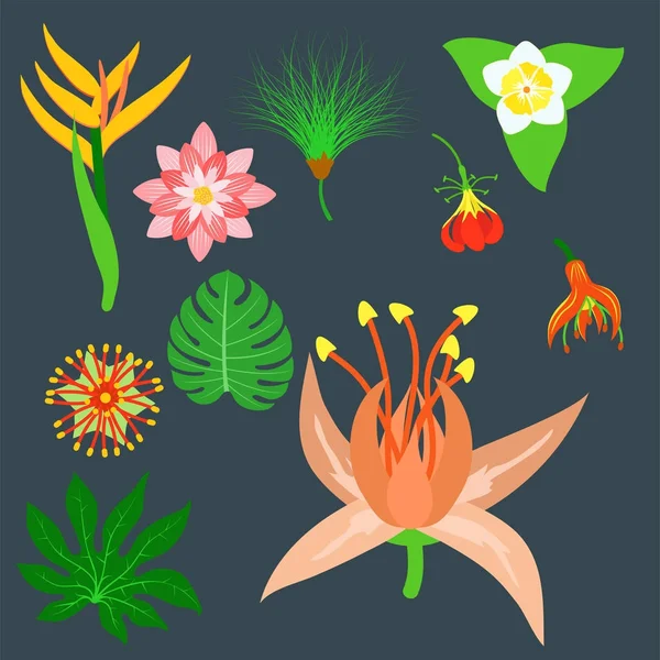 Красивый тропический набор цветов дизайн летних растений красочное украшение природы дизайн цветочный рисунок листья цветка векторные иллюстрации . — стоковый вектор