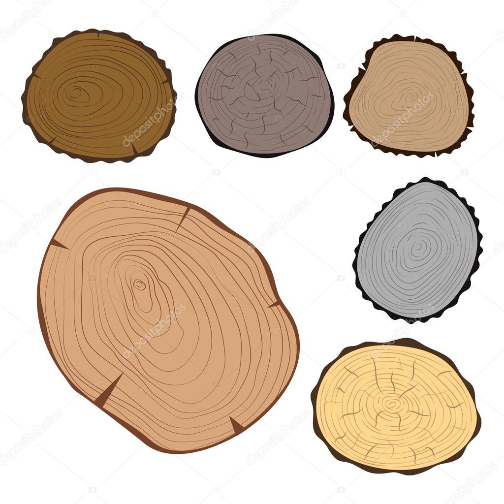 Wood slice texture tree circle cut raw material set detail plant years history textured rough forest vector illustration.