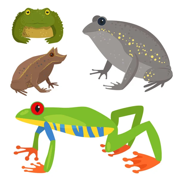 Rana vector de dibujos animados vida silvestre tropical animal verde rana naturaleza divertido ejemplo tóxico sapo anfibio . — Archivo Imágenes Vectoriales