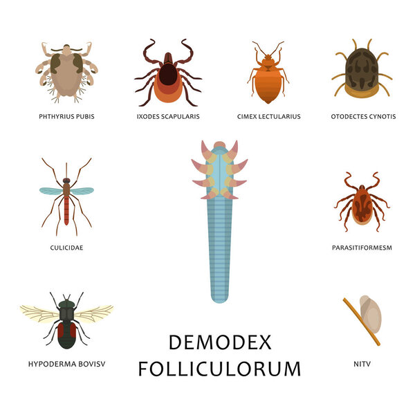 Паразиты на коже человека вектор размещения вредителей насекомых болезнь паразитических насекомых макро укус животного опасная инфекция лекарство вредитель иллюстрация
.