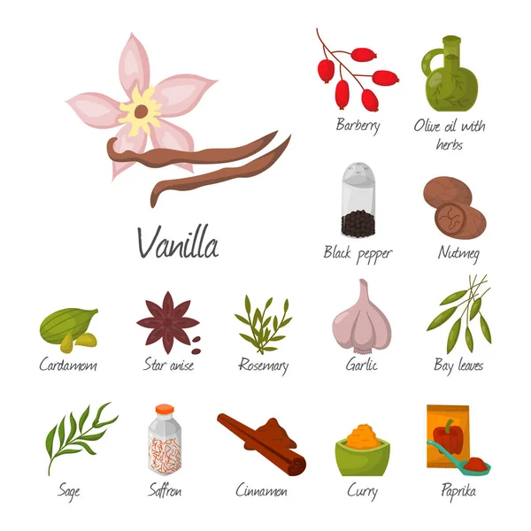 Condimentos especias y condimentos alimentos hierbas decorativas sabores orgánicos saludables aromatizante vegetal vector ilustración . — Vector de stock