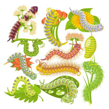 Caterpillar vektör leafworm veya yeşil larva ve beyaz arka plan üzerinde izole yaprak doğa illüstrasyon kümesi spanworm ve dava-solucan yapraklı solucanlar