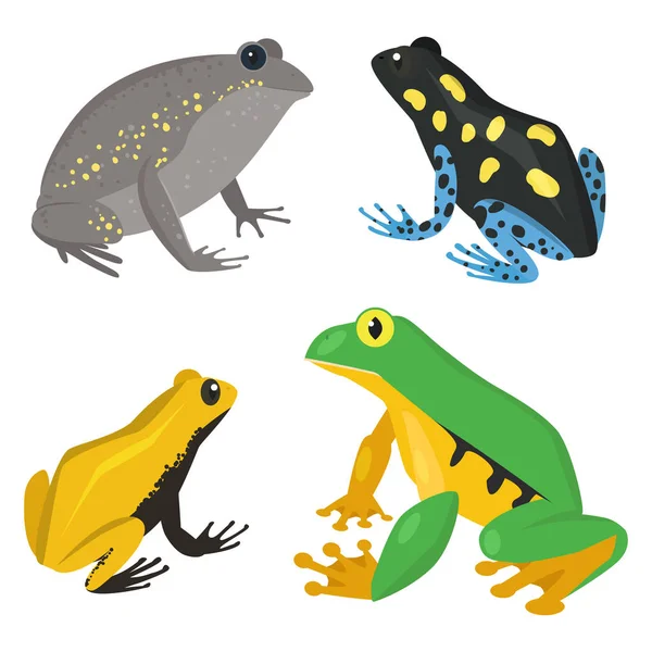 Rana vector de dibujos animados vida silvestre tropical animal verde rana naturaleza divertido ejemplo tóxico sapo anfibio . — Archivo Imágenes Vectoriales